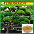 Produce Herbal Extract Powder Procyanidins From Pine Bark/ Procyanidin/High Quality Procyanidin